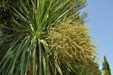 Cordyline australis