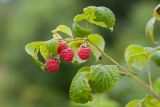 Rubus idaeus. Верхушка побега с плодами (садовый культивар). Беларусь, Витебская обл., пос. Езерище, в культуре. 29.07.2018.