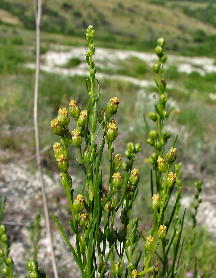 Image of Artemisia salsoloides specimen.