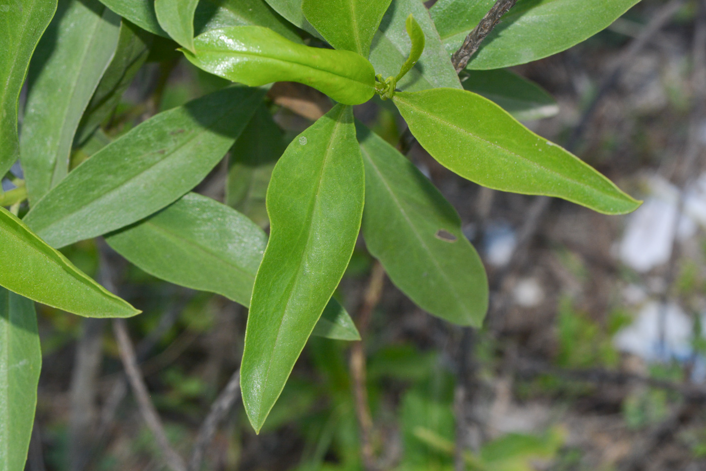 Image of familia Asteraceae specimen.