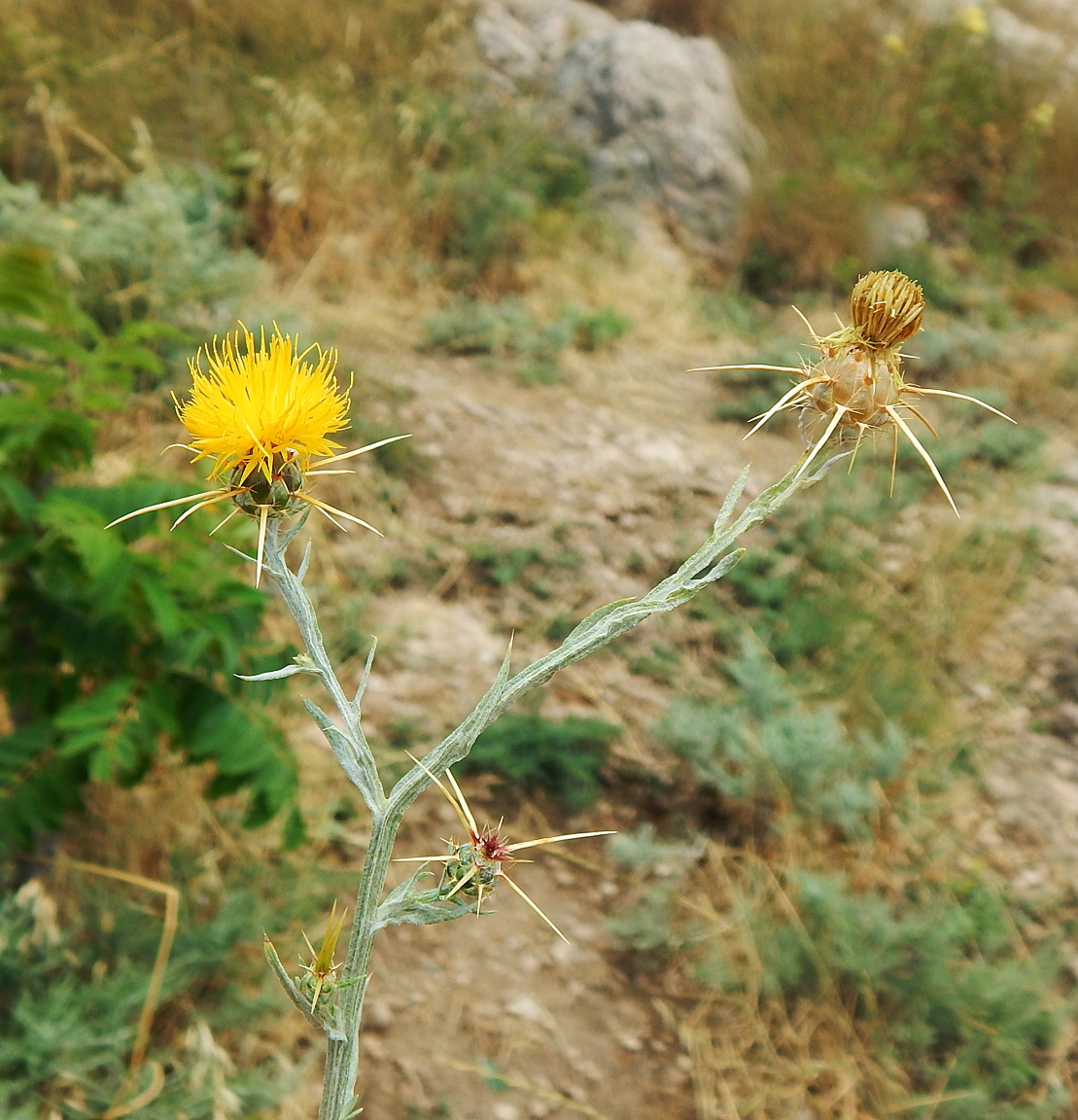 Image of Centaurea solstitialis specimen.