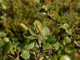 Смотреть изображение Betula × alpestris