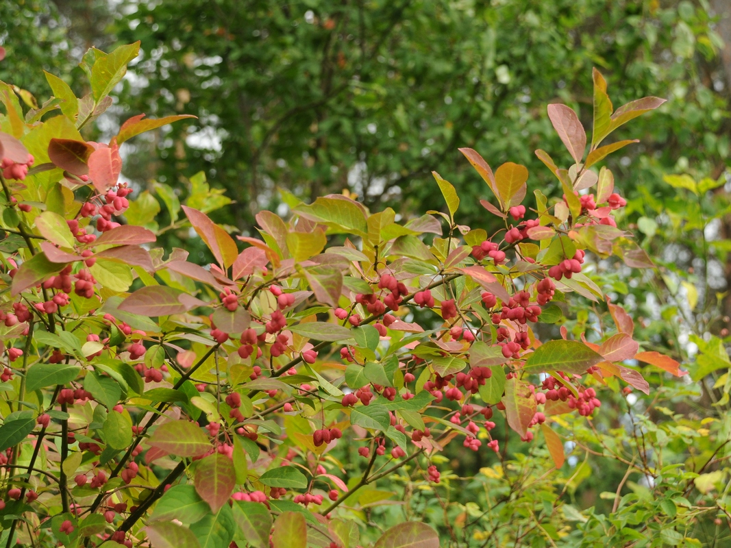 Изображение особи Euonymus europaeus.