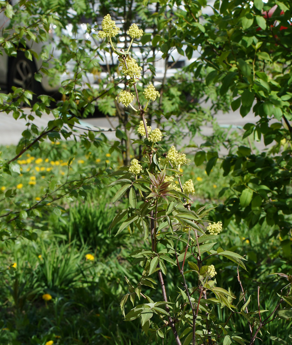 Image of Sambucus racemosa specimen.