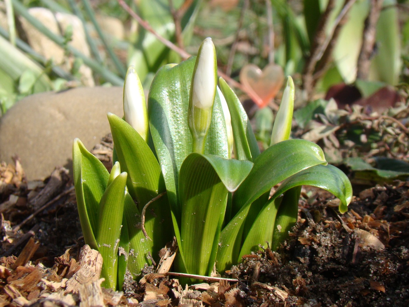 Изображение особи Galanthus woronowii.