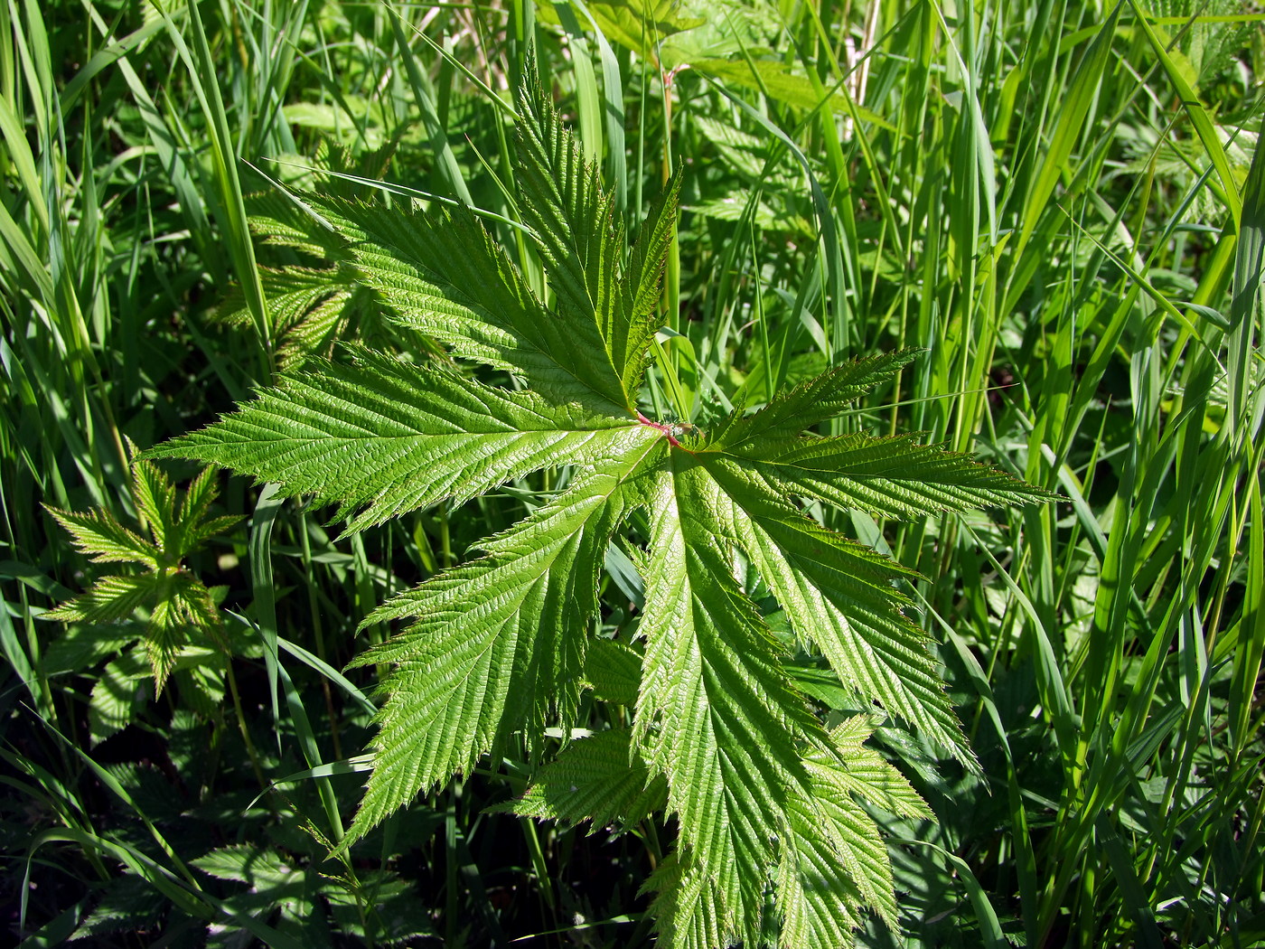 Изображение особи Filipendula palmata.