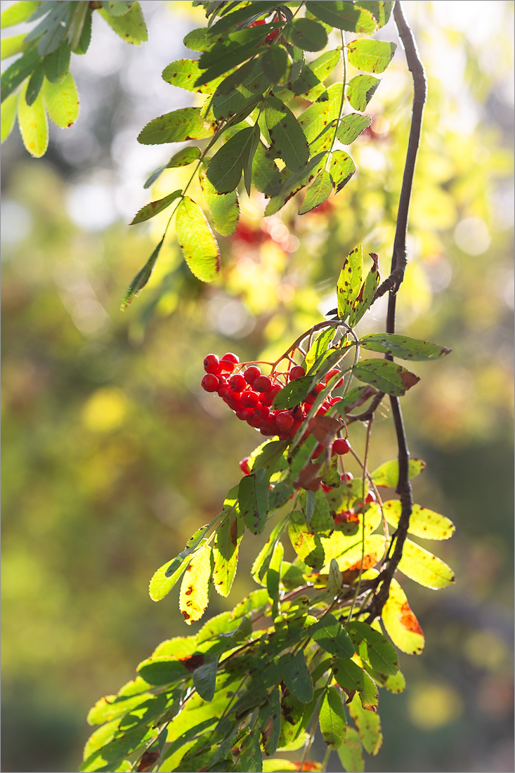 Image of Sorbus aucuparia specimen.