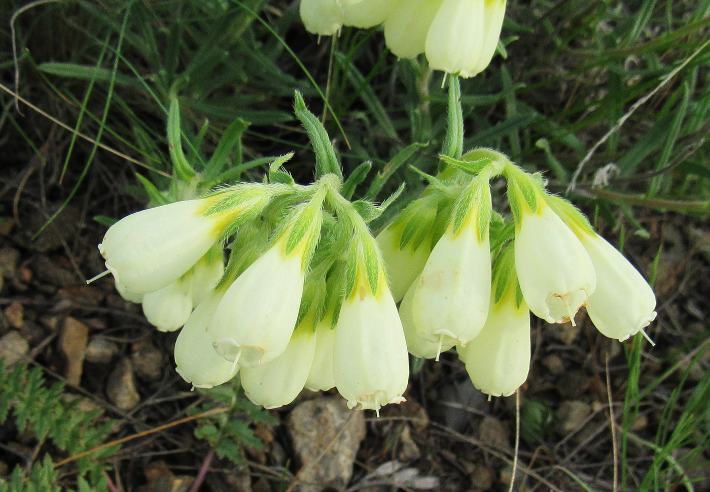 Image of Onosma simplicissima specimen.