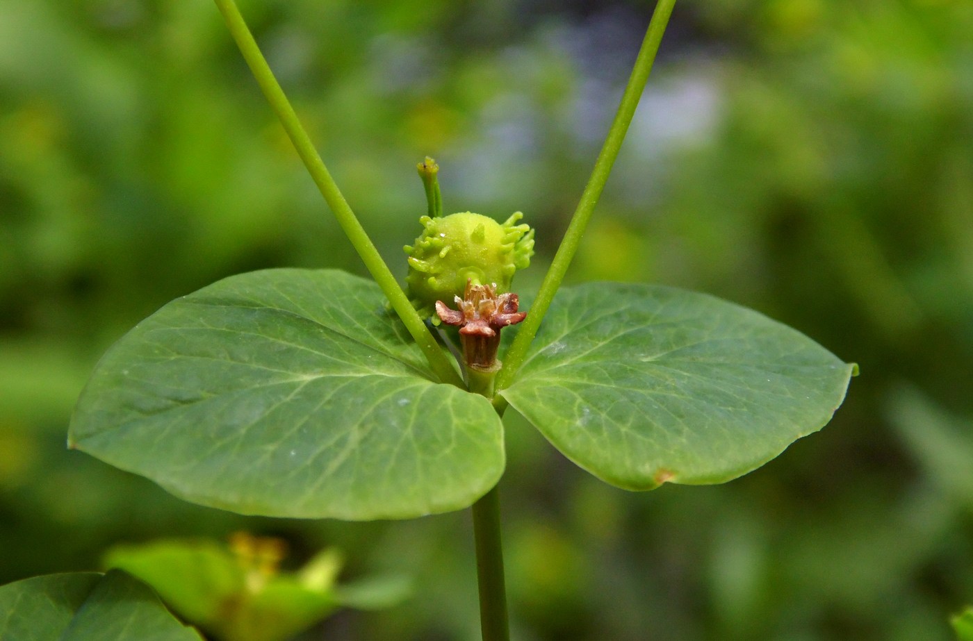 Image of Euphorbia squamosa specimen.