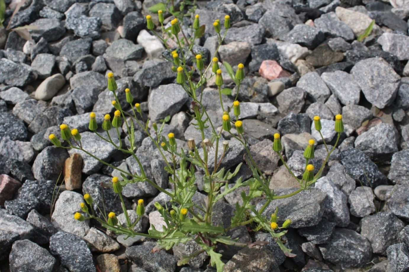 Image of Senecio dubitabilis specimen.