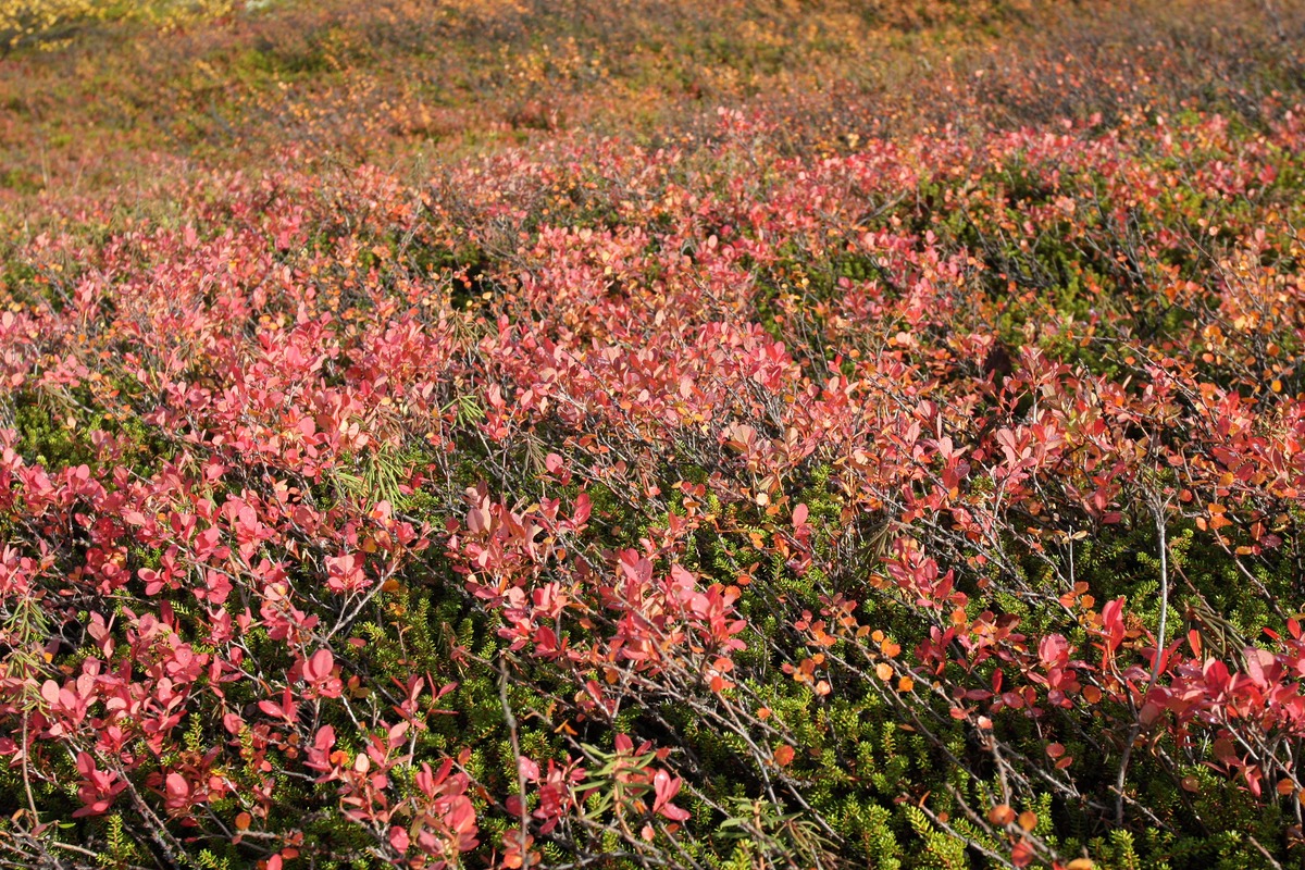 Image of Vaccinium uliginosum ssp. microphyllum specimen.