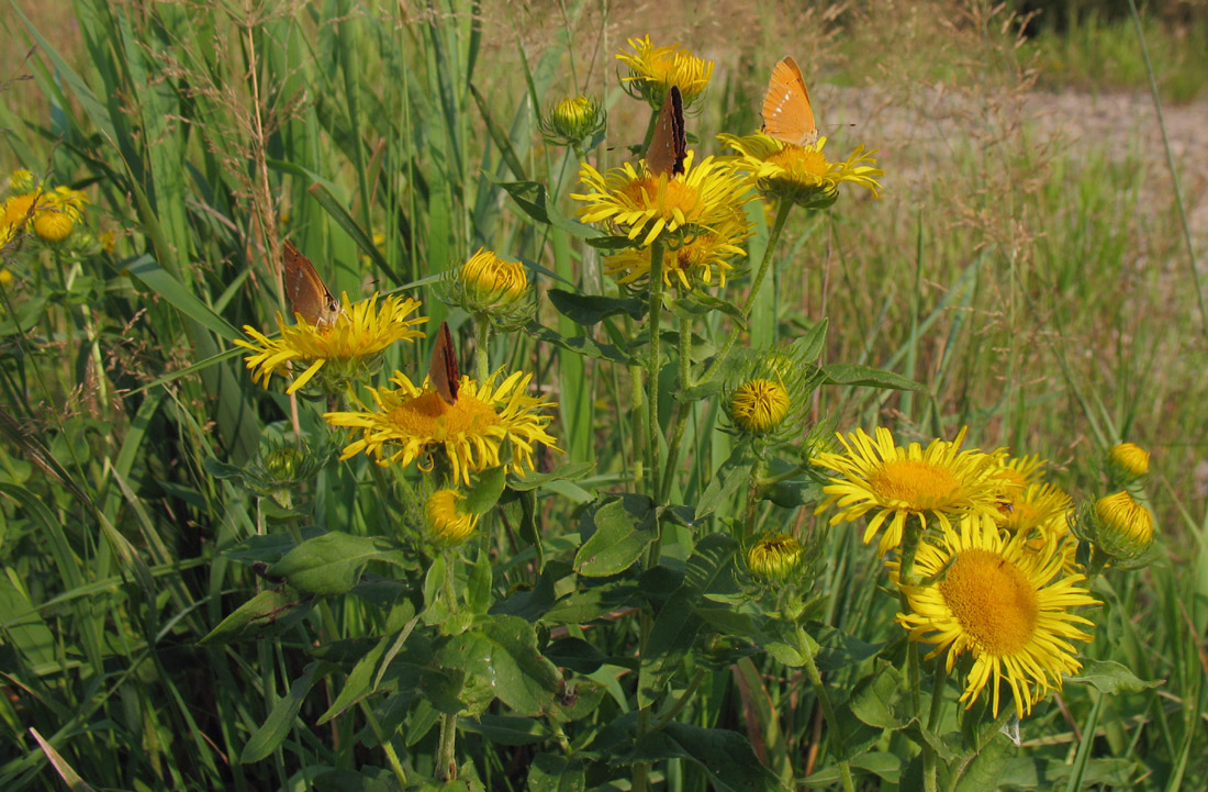 Изображение особи Inula britannica.