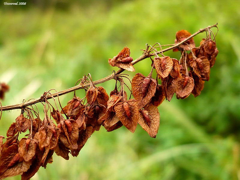 Image of Rumex hydrolapathum specimen.