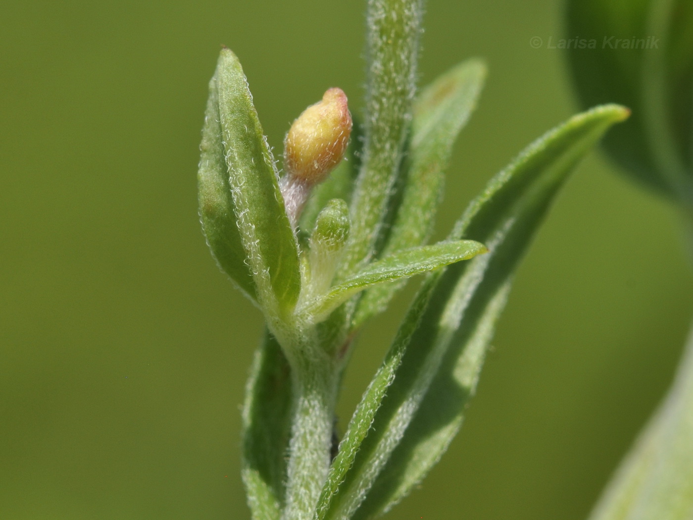 Image of Epilobium fastigiato-ramosum specimen.