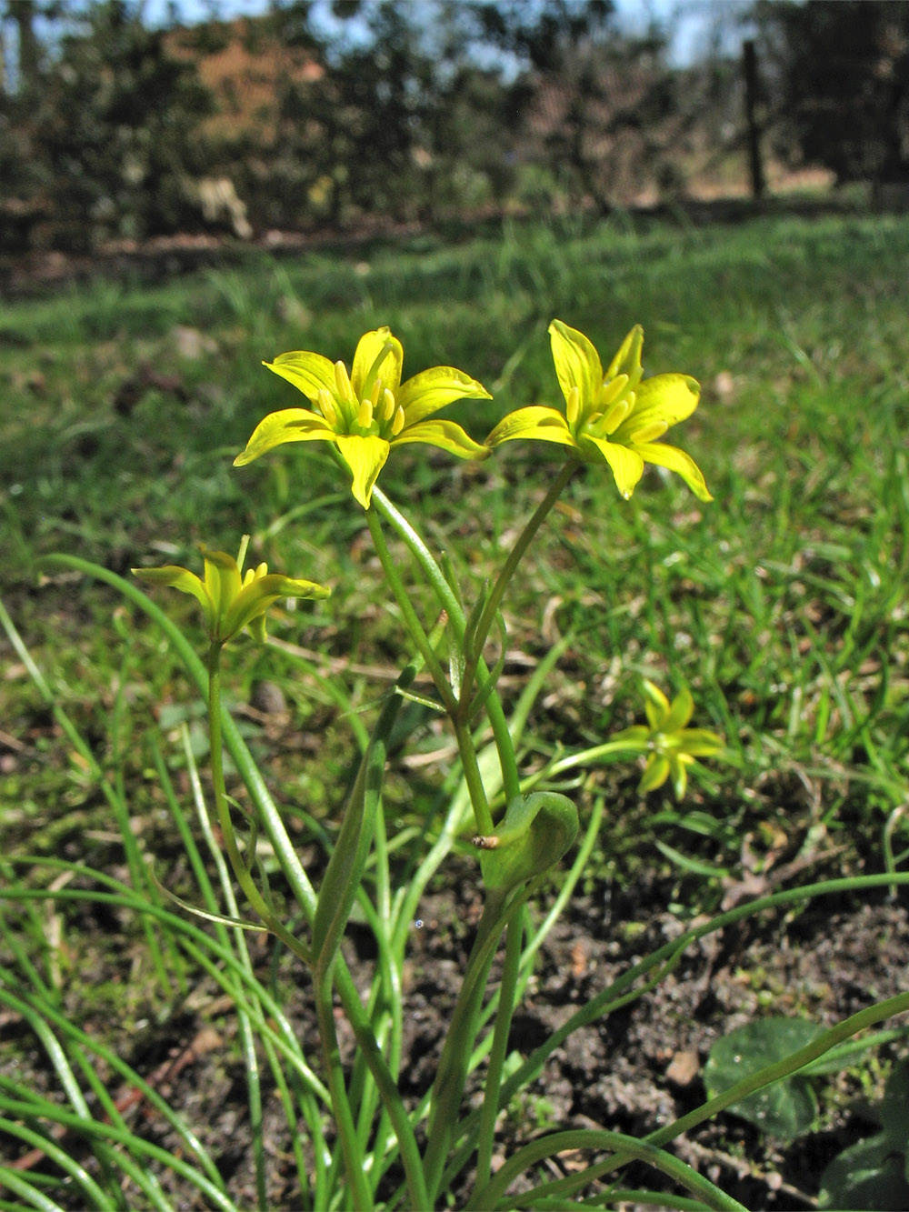 Изображение особи Gagea spathacea.