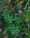 Geranium palustre. Цветущее растение. Московская обл., окр. г. Железнодорожный, долина р. Чёрная, берег реки. 06.09.2020.