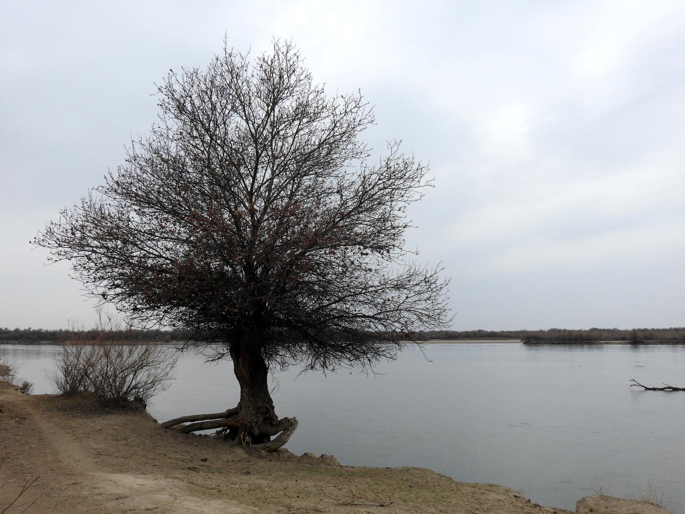 Image of Populus pruinosa specimen.