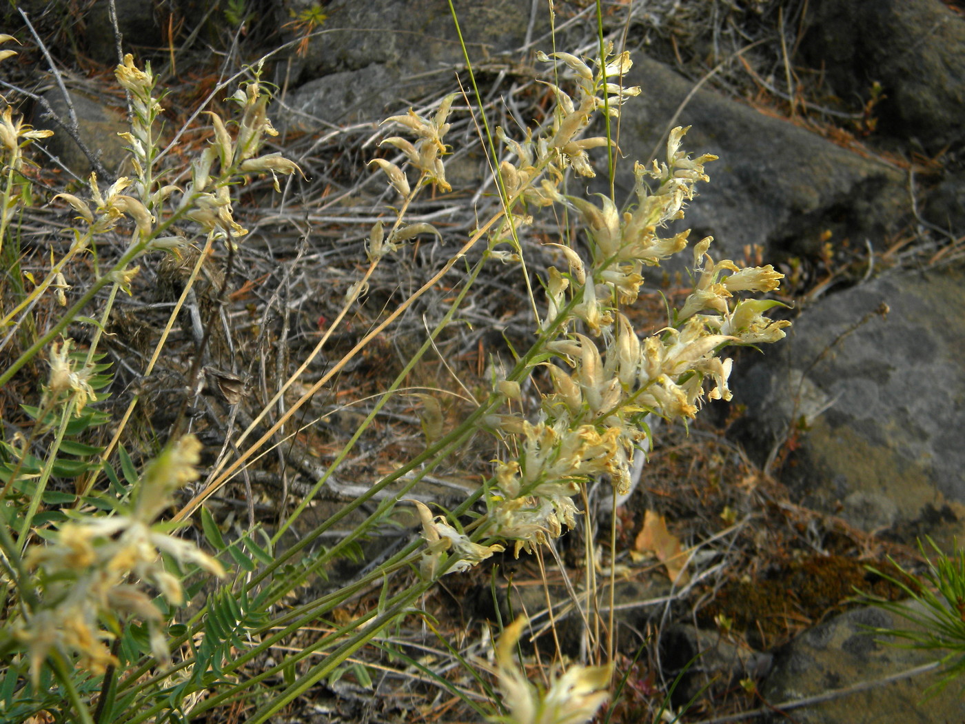 Изображение особи Oxytropis katangensis.