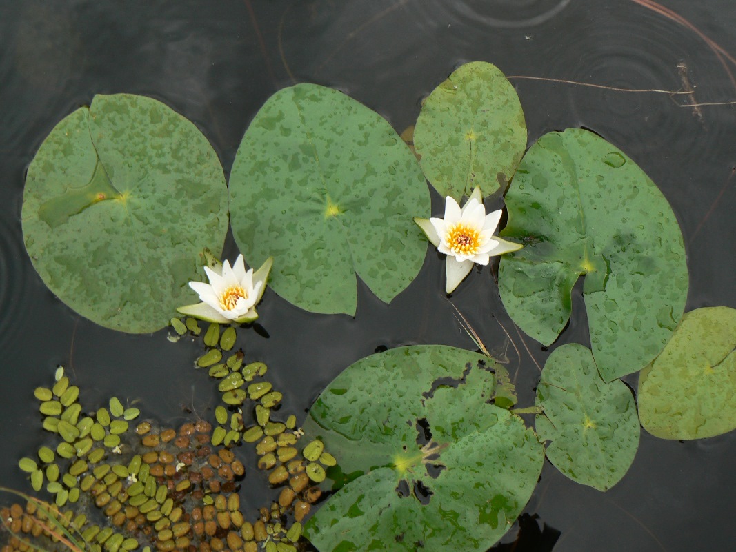 Изображение особи Nymphaea tetragona.