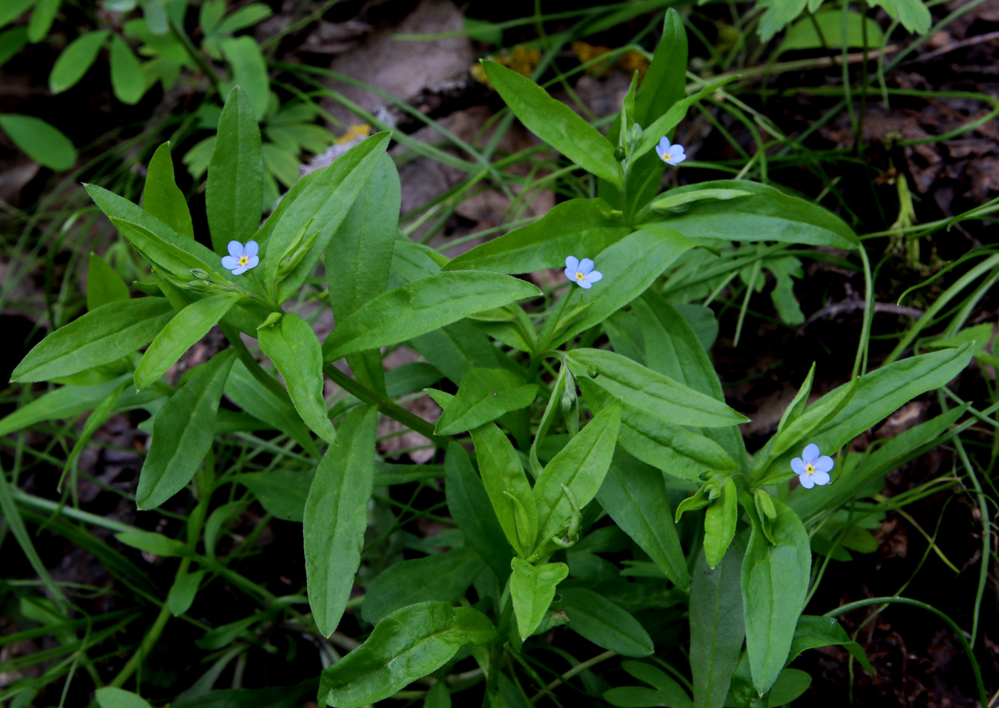 Image of Omphalodes scorpioides specimen.