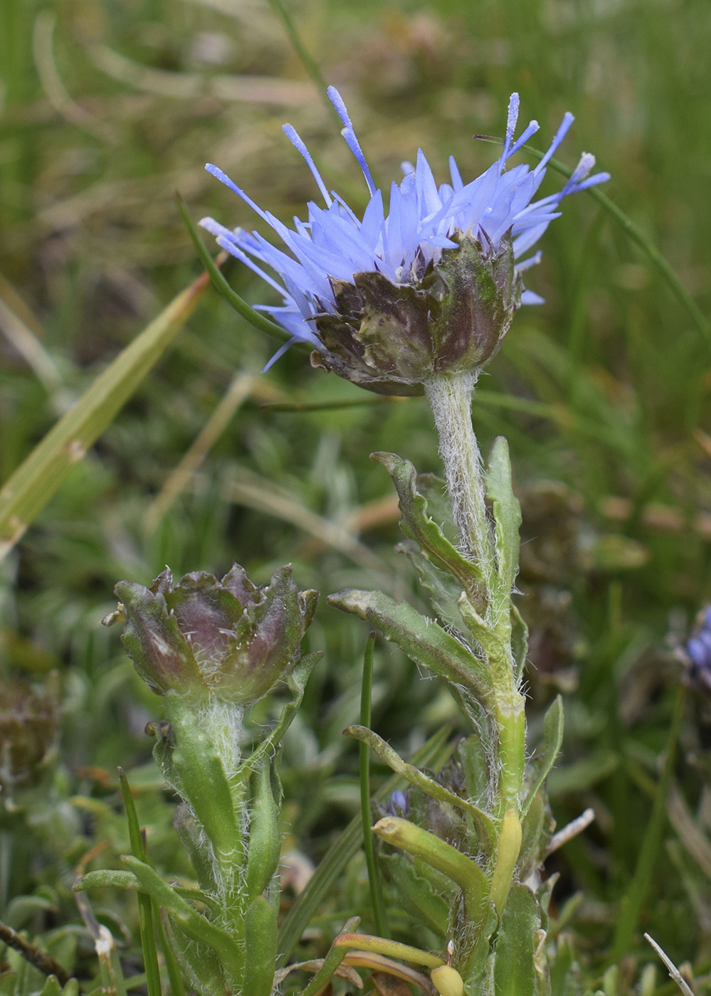 Image of Jasione crispa specimen.