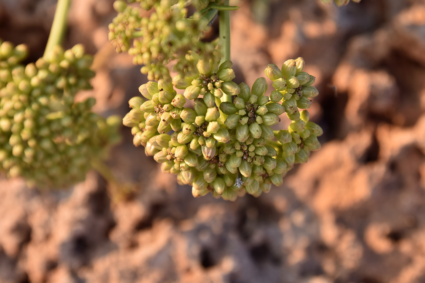 Изображение особи Crithmum maritimum.