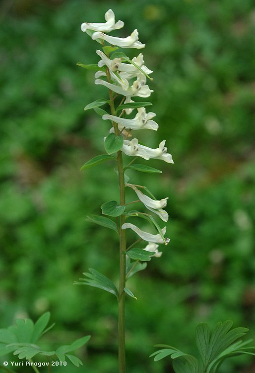 Image of genus Corydalis specimen.