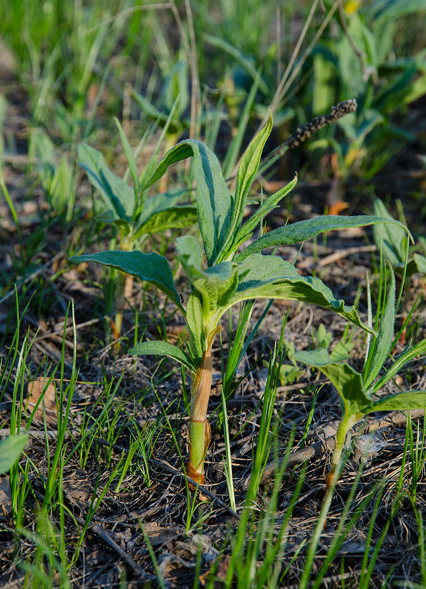 Image of genus Persicaria specimen.