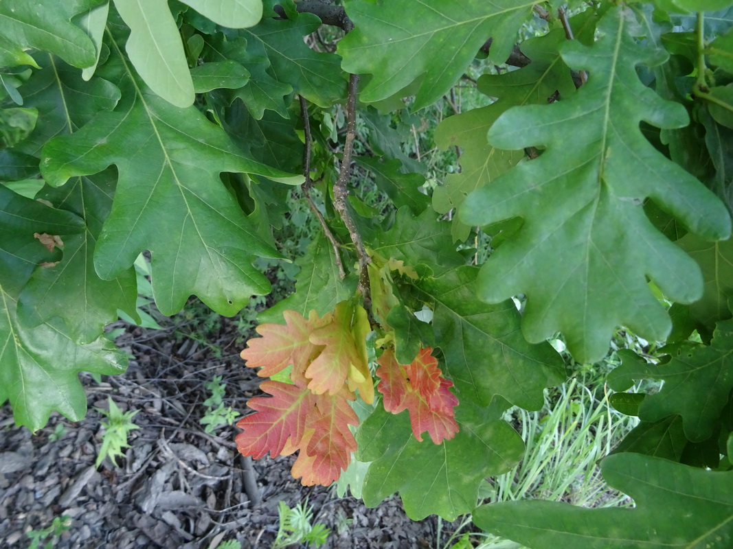 Изображение особи Quercus robur.