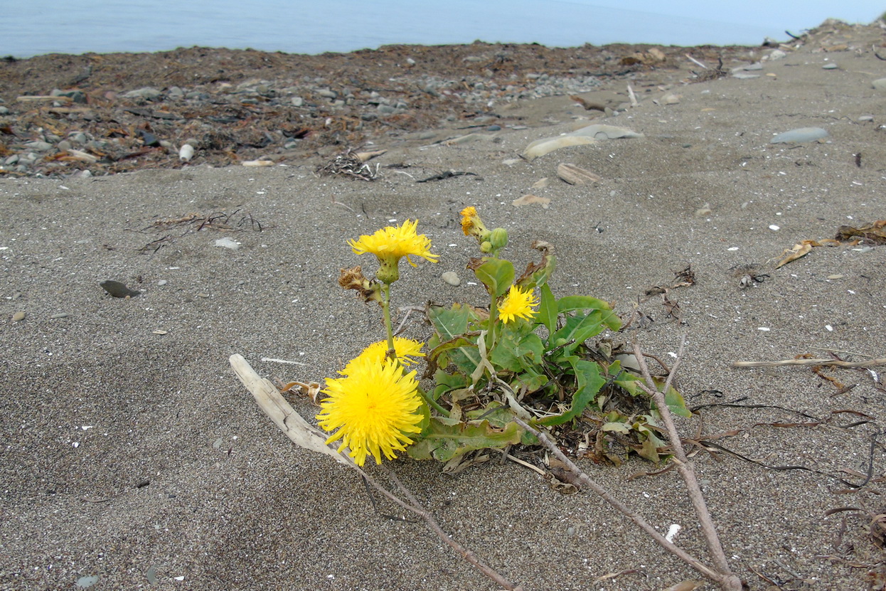 Image of Sonchus arenicola specimen.