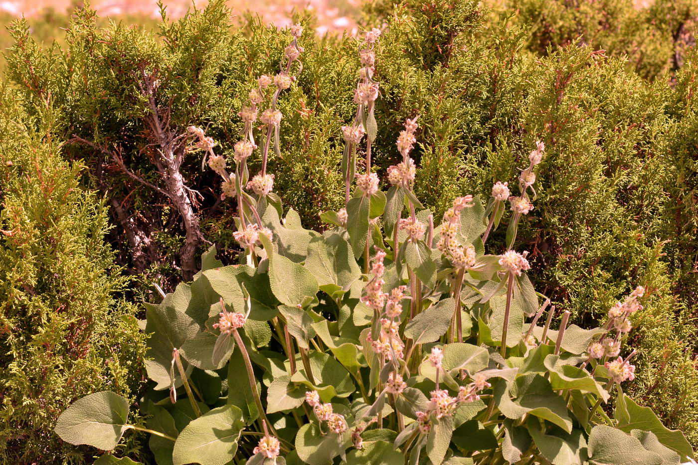 Image of Phlomoides oreophila specimen.