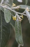 Elaeagnus angustifolia