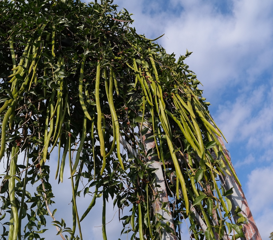 Image of genus Cassia specimen.