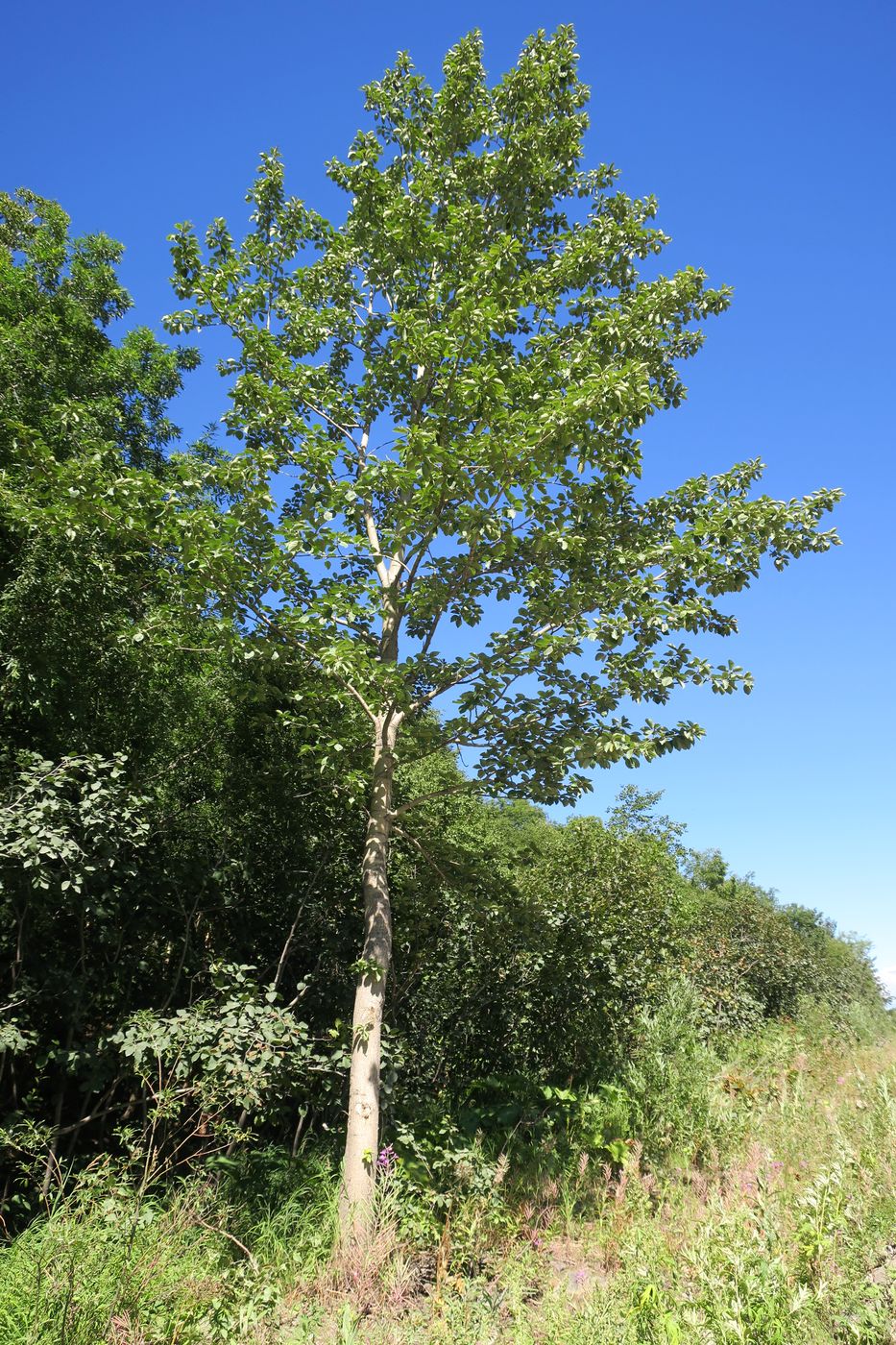 Image of Populus suaveolens specimen.