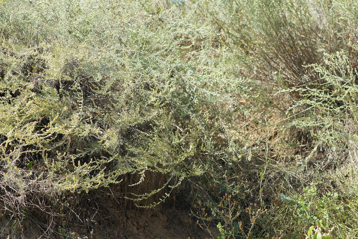 Изображение особи Artemisia marschalliana.