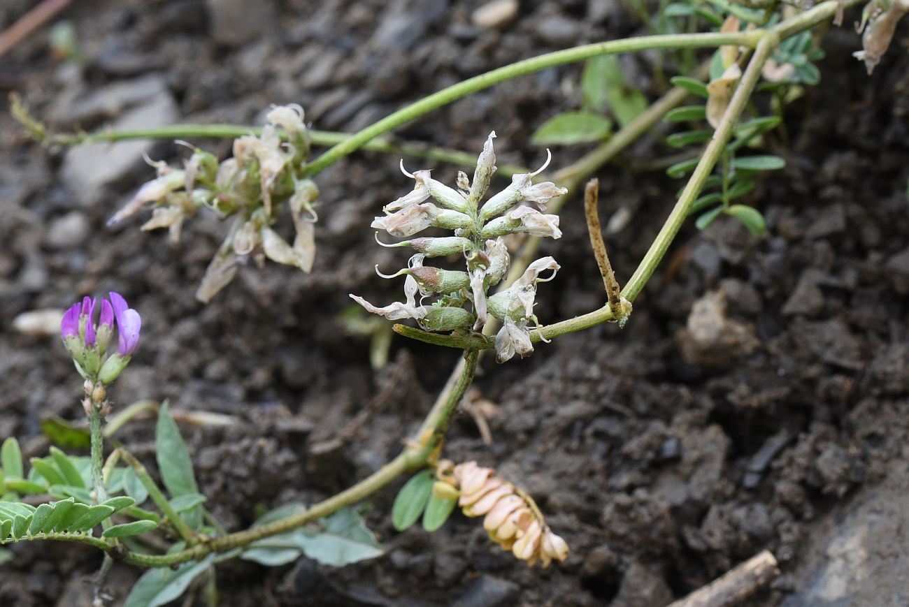 Image of genus Astragalus specimen.