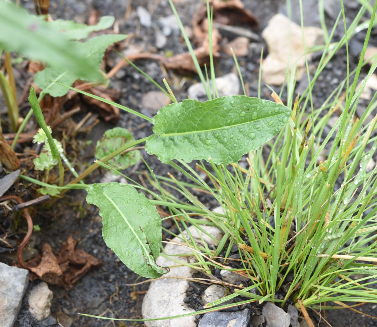 Image of genus Rumex specimen.