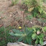 Смотреть изображение Trommsdorffia maculata