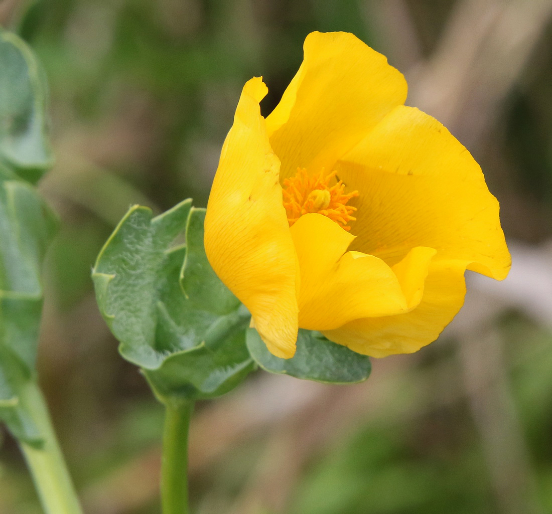 Image of Glaucium flavum specimen.