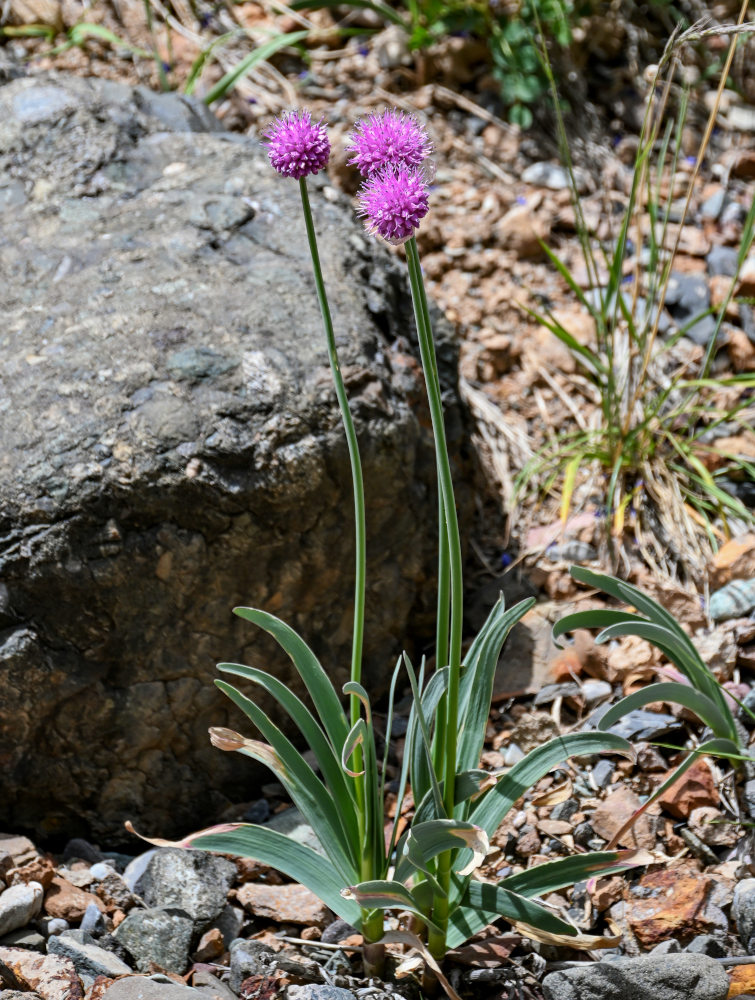 Image of Allium carolinianum specimen.