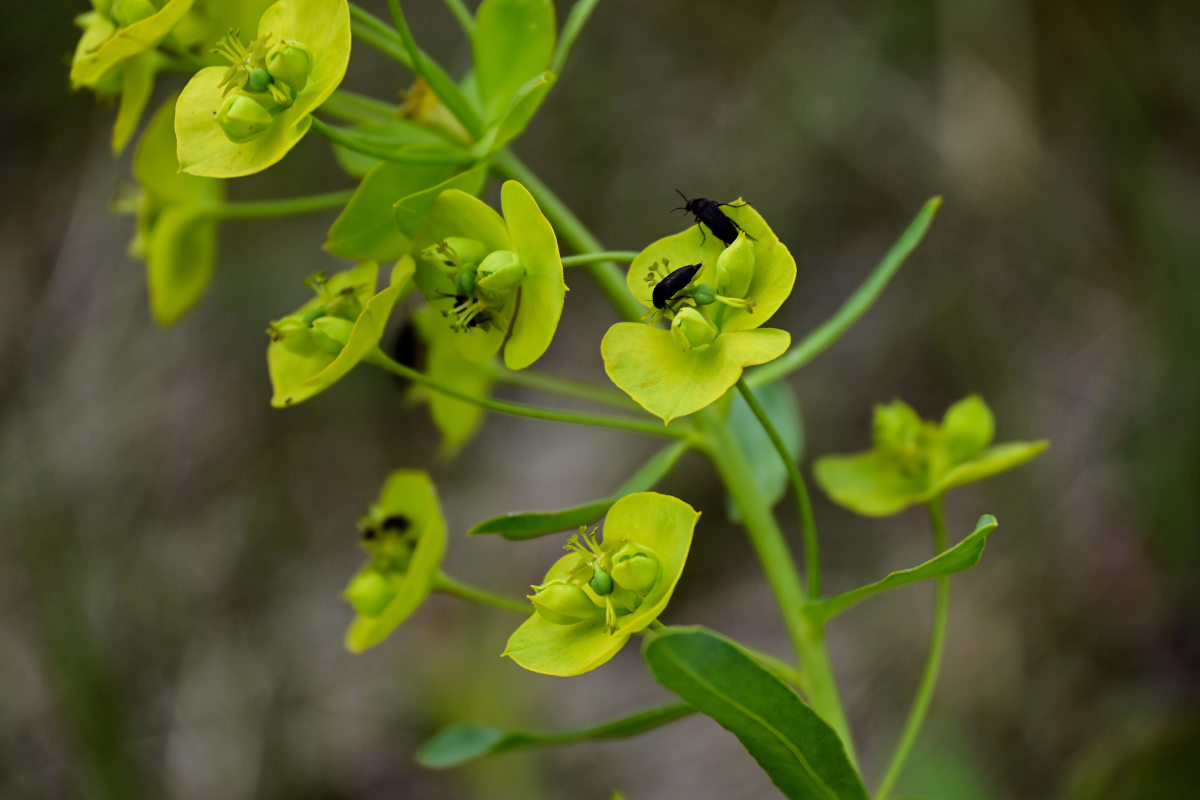 Image of Euphorbia virgata specimen.