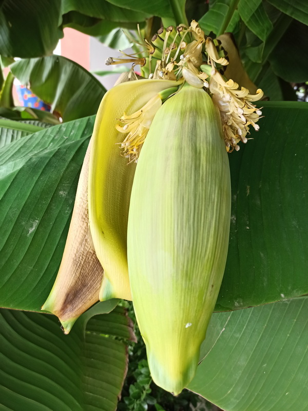 Image of Musa basjoo specimen.