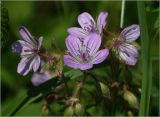 Geranium sylvaticum. Бутоны, цветки раскрывшиеся и отцветшие на верхушках побегов. Московская обл., Раменский р-н, окр. ж.-д. платформы Хрипань, просека под ЛЭП. 06.06.2023.