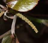 Acalypha wilkesiana