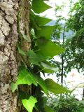 Hedera colchica. Побег на стволе дерева. Абхазия, озеро Рица. 18 июля 2008 г.