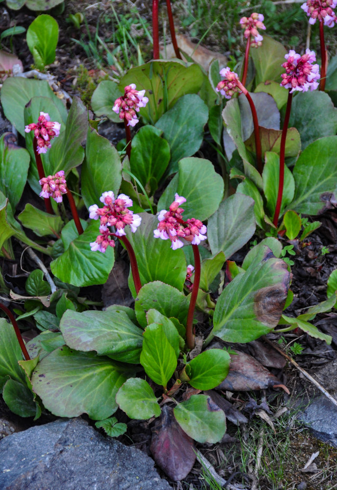 Изображение особи Bergenia crassifolia.