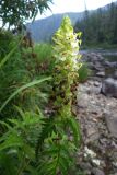 Pedicularis compacta