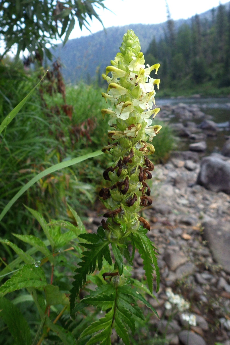 Image of Pedicularis compacta specimen.