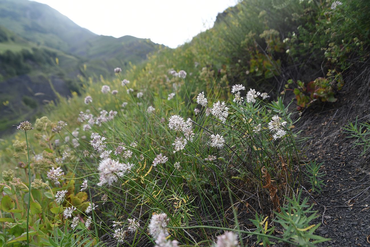 Image of Allium saxatile specimen.