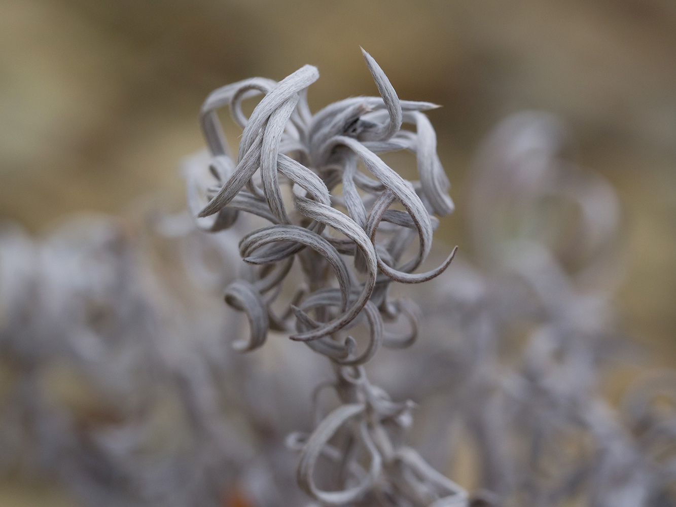 Image of Onosma polyphylla specimen.